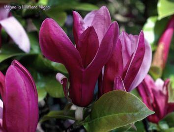 Магнолия лилиецветная Нигра