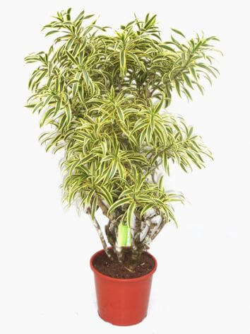 Растение "Dracaena yellow"