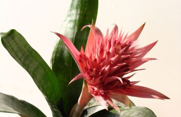 Растение "Эхмея"