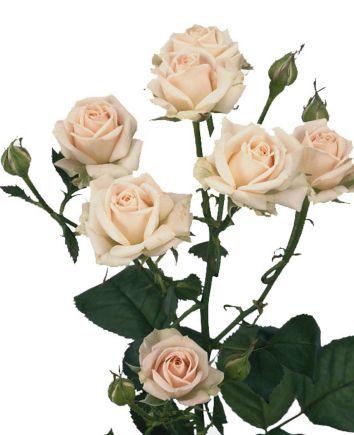 Букет "Крем Брюле"