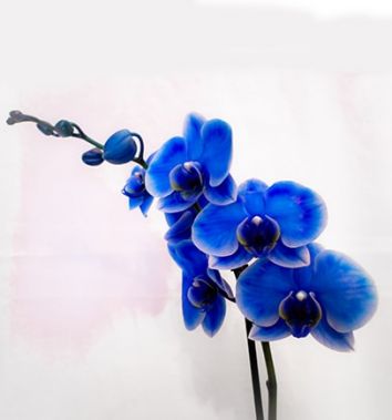 Орхидея Фаленопсис Синяя 2 ветки