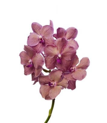 Орхидея Ванда Salmon