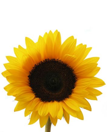 Букет "Нежный день"