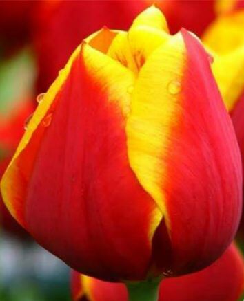 Корзина "Аромат весны"