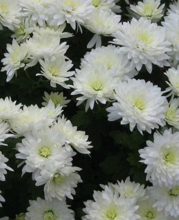 Мишка из цветов