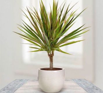 Драцена маленькая