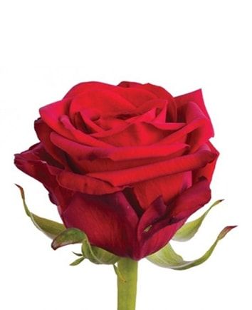 Buchet din 1001 trandafiri