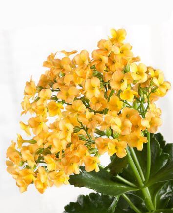 Каланхоэ желтый