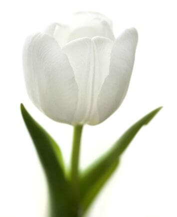 Корзина "Поцелуй"