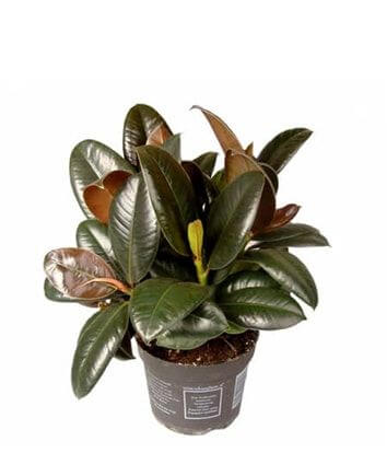 фикус Мелани