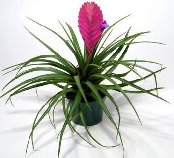 Цветок "Тилландсия"