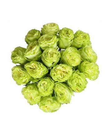 Зеленые розы