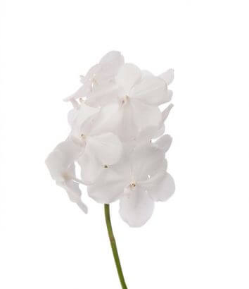 Орхидея Ванда white