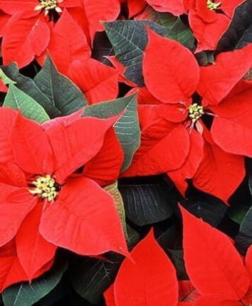 Молочай красивейший