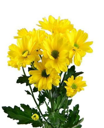 Композиция "Солнечная поляна"