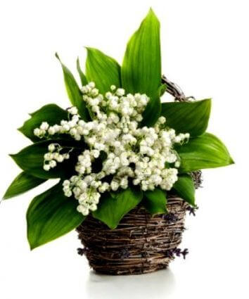 Корзинка "Подарок Эльфов"