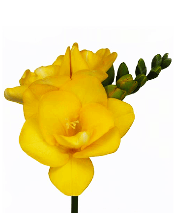 Букет разноцветных фрезий