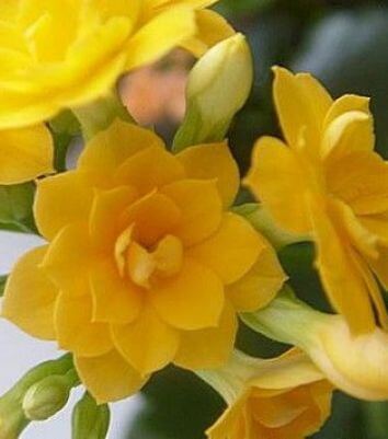 Каланхоэ желтый