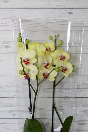 Орхидея фаленопсис желтый