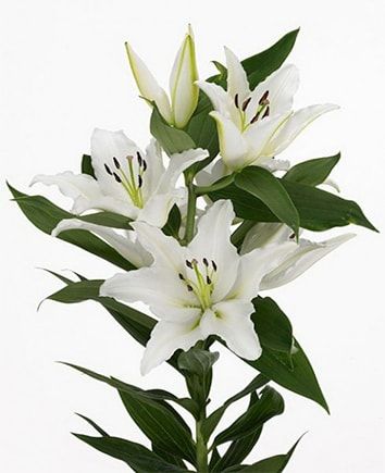 Цветочная композиция