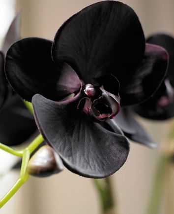 Черная орхидея