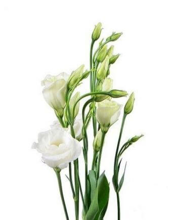 Корзина "Лиловое настроение"