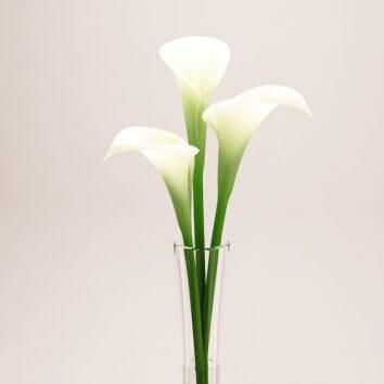 Калла белая