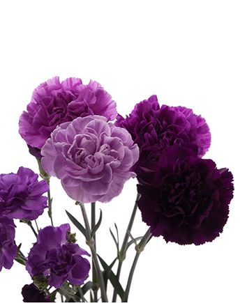 Bouquet of violet carnations