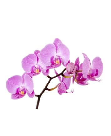 3 ветки орхидей в одном горшке