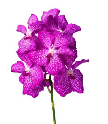 Орхидея Ванда Pink