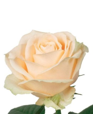 Букет "Крем Брюле"