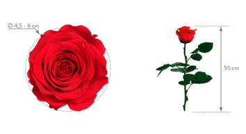 Долгосвежая роза