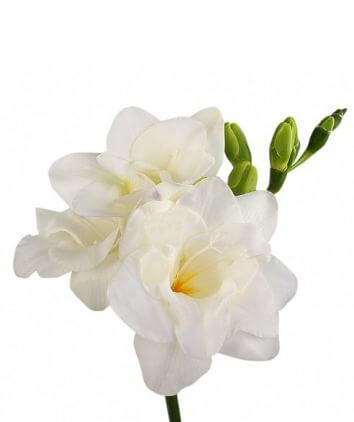 Букет разноцветных фрезий