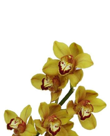 Композиция "Солнечная поляна"