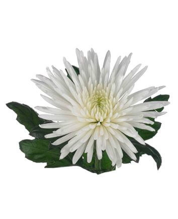 Композиция "Именной букет"