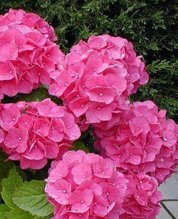 Гортензии разных цветов