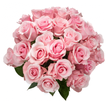 Розовые премиум розы 70 см