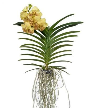 Орхидея Ванда Yellow