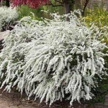 Спирея серая "Грефшейм"