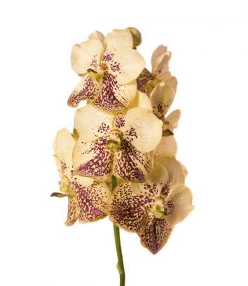 Орхидея Ванда Yellow