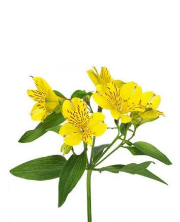 Композиция "Венок красоты"