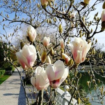  Магнолия "Елизавета"