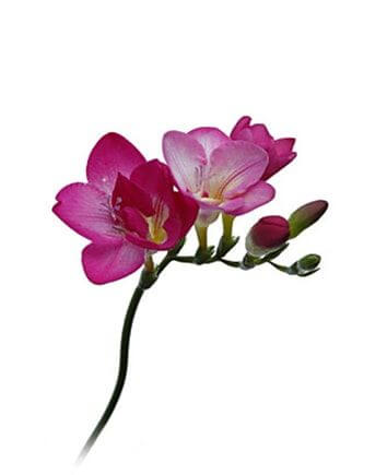 Букет разноцветных фрезий