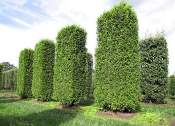 Туя западная Брабант