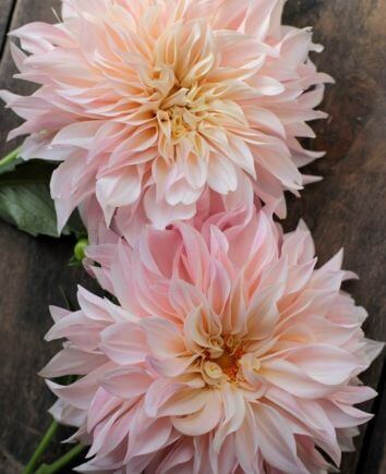 Ассорти из свежих георгин