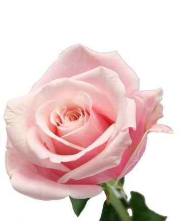 Букет "Небесный"