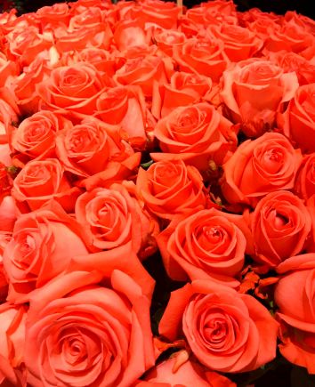 Розы ярко-оранжевые ''wow''