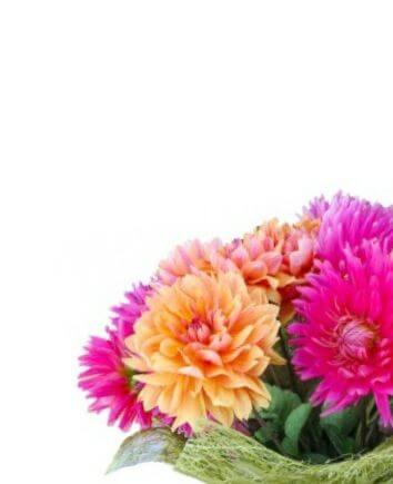 Разноцветные георгины