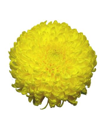 Композиция "Солнышко"