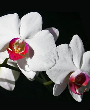 2 Орхидей Moth в одном горшке